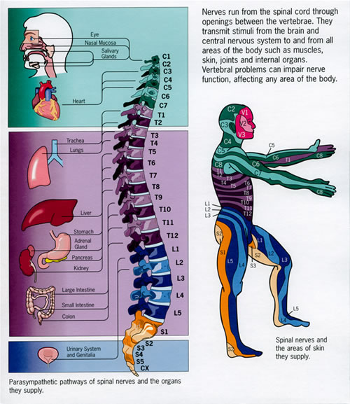 Good Stuff to Know – Temecula Chiropractic Center